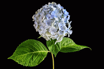 Fleur d& 39 hortensia bleu sur fond noir avec éclairage de mauvaise humeur.
