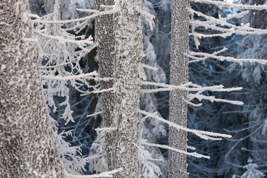 Fototapeta Hoarfrost in the fir forest