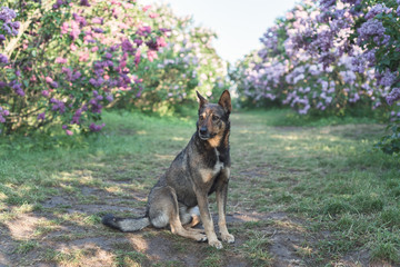 Dog in the garden under the lilac bushes