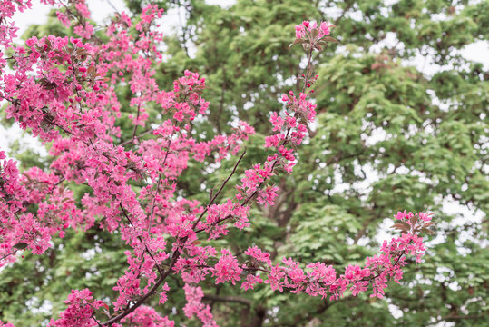 Branches of apple tree with pink flowers