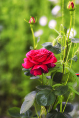 Red rose on a bush in a garden