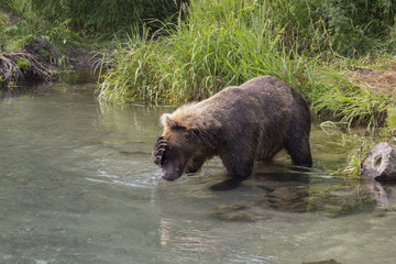 Obraz na płótnie Canvas Big male brown bear in the water. South Kamchatka sanctuary, Kurile lake, Russia