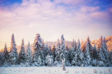 Winter landscape trees and fence in hoarfrost