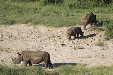 Fototapeta premium Free roaming white rhino Cerathoterium simum