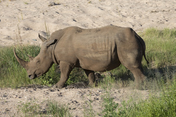 Obraz premium Free roaming white rhino Cerathoterium simum