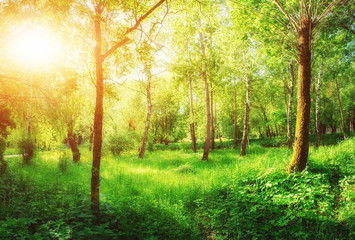 trail in the woods. Ukraine Europe