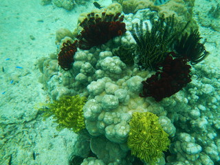 Coral reef, El Nido, Philippines
