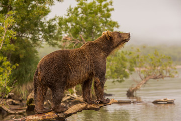 Fototapeta premium Bear looks for fish in water