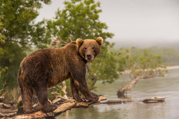 Bear looks for fish in water