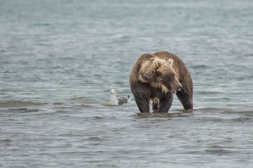 Bear looks for fish in water