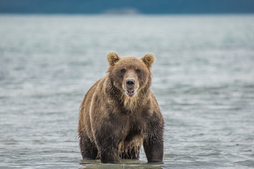 Obraz premium Bear looks for fish in water