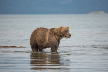 Bear looks for fish in water