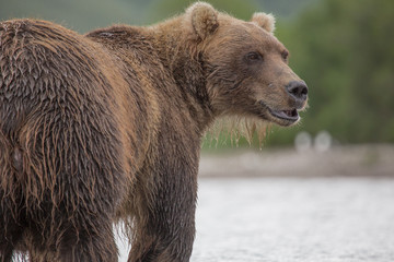 Fototapeta premium Bear looks for fish in water