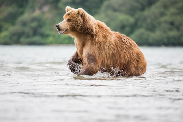 Obraz premium Bear attacks fish salmon