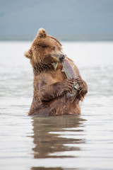 The bear was caught and eat fish salmon