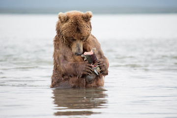 The bear was caught and eat fish salmon