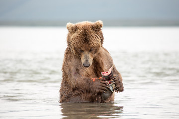 The bear was caught and eat fish salmon