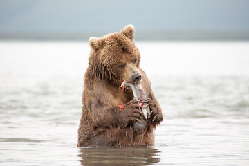 The bear was caught and eat fish salmon