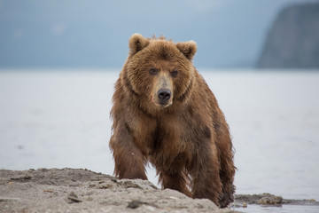 Obraz premium Bear looks for fish in water