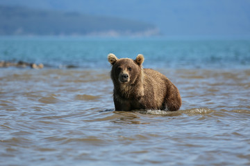 Fototapeta premium Bear looks for fish in water