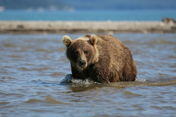 Bear looks for fish in water