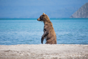 Obraz premium Bear looks for fish in water