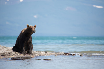 Obraz premium Bear looks for fish in water