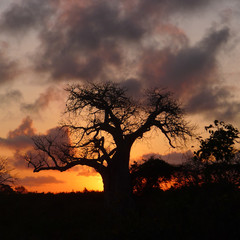 Fototapeta na wymiar Baobab Baum im Sonnenuntergang