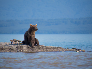 Bear looks for fish in water