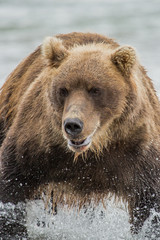 Plakat Bear hunts for fish salmon