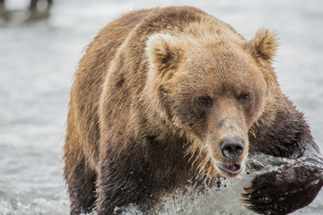 Fototapeta na wymiar Bear hunts for fish salmon