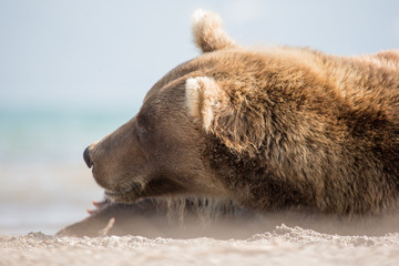 Bear lies on the shore of the lake