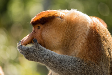 Portrait of fabulous long-nosed monkey