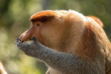 Naklejka premium Portrait of fabulous long-nosed monkey