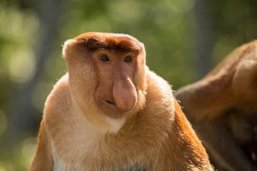 Fototapete Affe Portrait of fabulous long-nosed monkey
