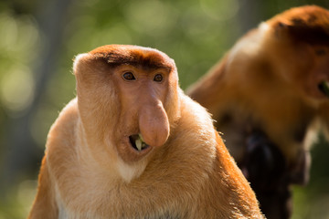 Fototapeta premium Portrait of fabulous long-nosed monkey