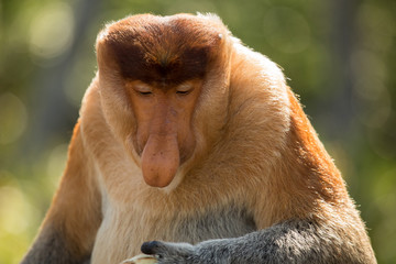 Naklejka premium Portrait of fabulous long-nosed monkey