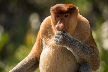Naklejka premium Portrait of fabulous long-nosed monkey