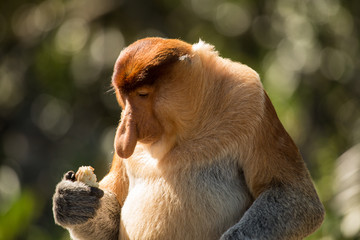 Naklejka premium Portrait of fabulous long-nosed monkey