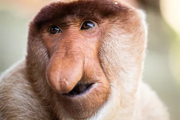 Foto op Aluminium Aap Portret van een fantastische aap met lange neus