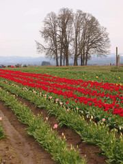 Tulip Field with the group of trees on the background
