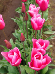 Pink Tulips in the Field