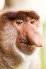 Crédence de cuisine en verre imprimé Singe Portrait de fabuleux singe à long nez