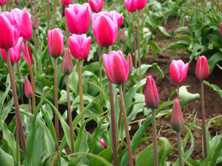 Obraz premium Pink Tulips in the Field