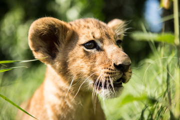 Portrait of lion cub