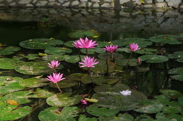 The lotus flowers