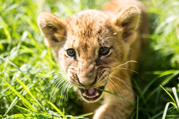 Portrait of lion cub