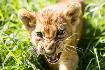 Portrait of lion cub