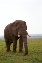 Obraz na płótnie Canvas African elephant, Maasai Mara Game Reserve, Kenya