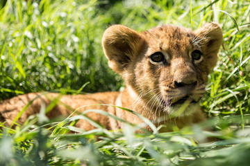 Portrait of lion cub
